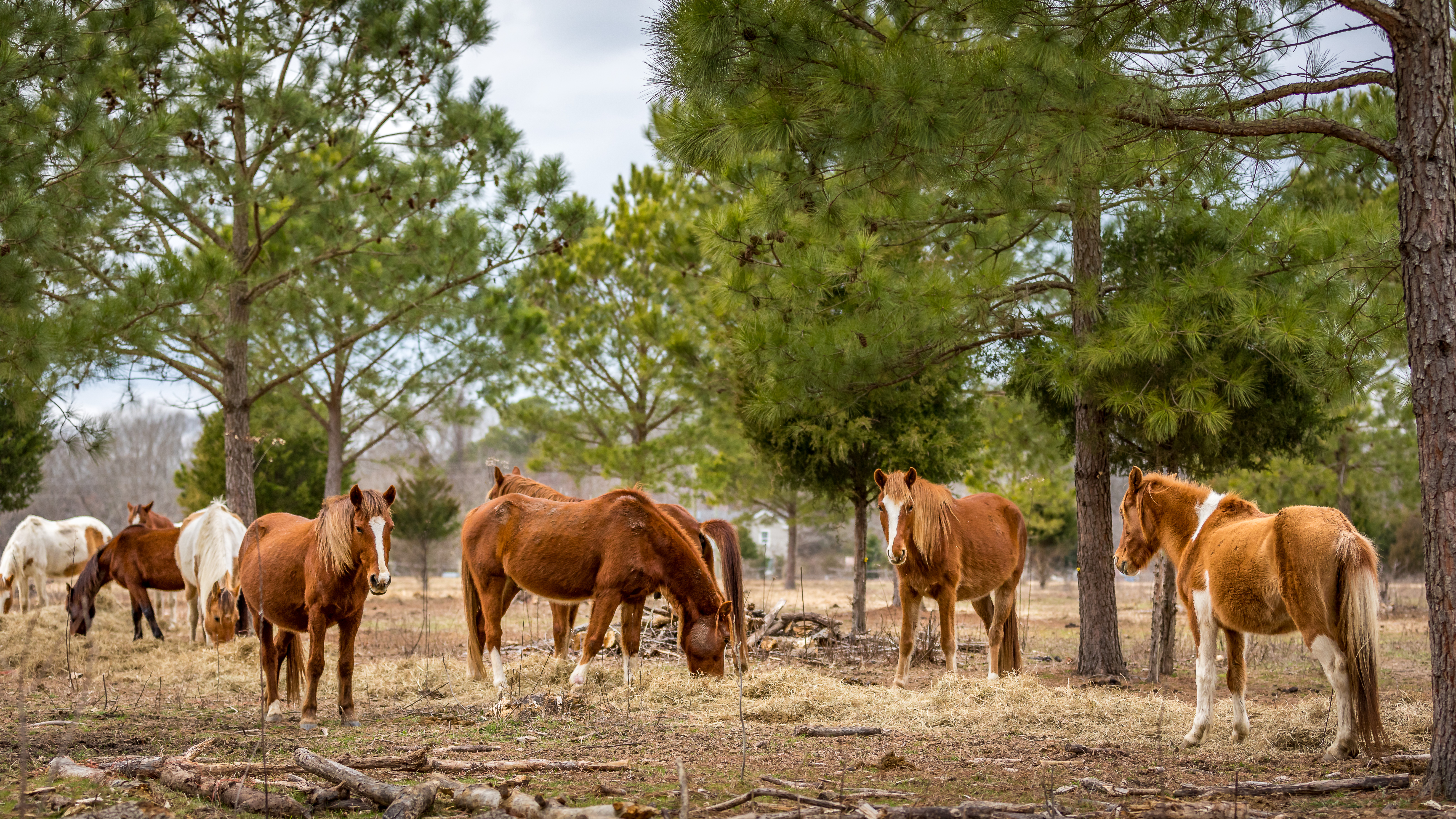 Horses Tack and Hospitality