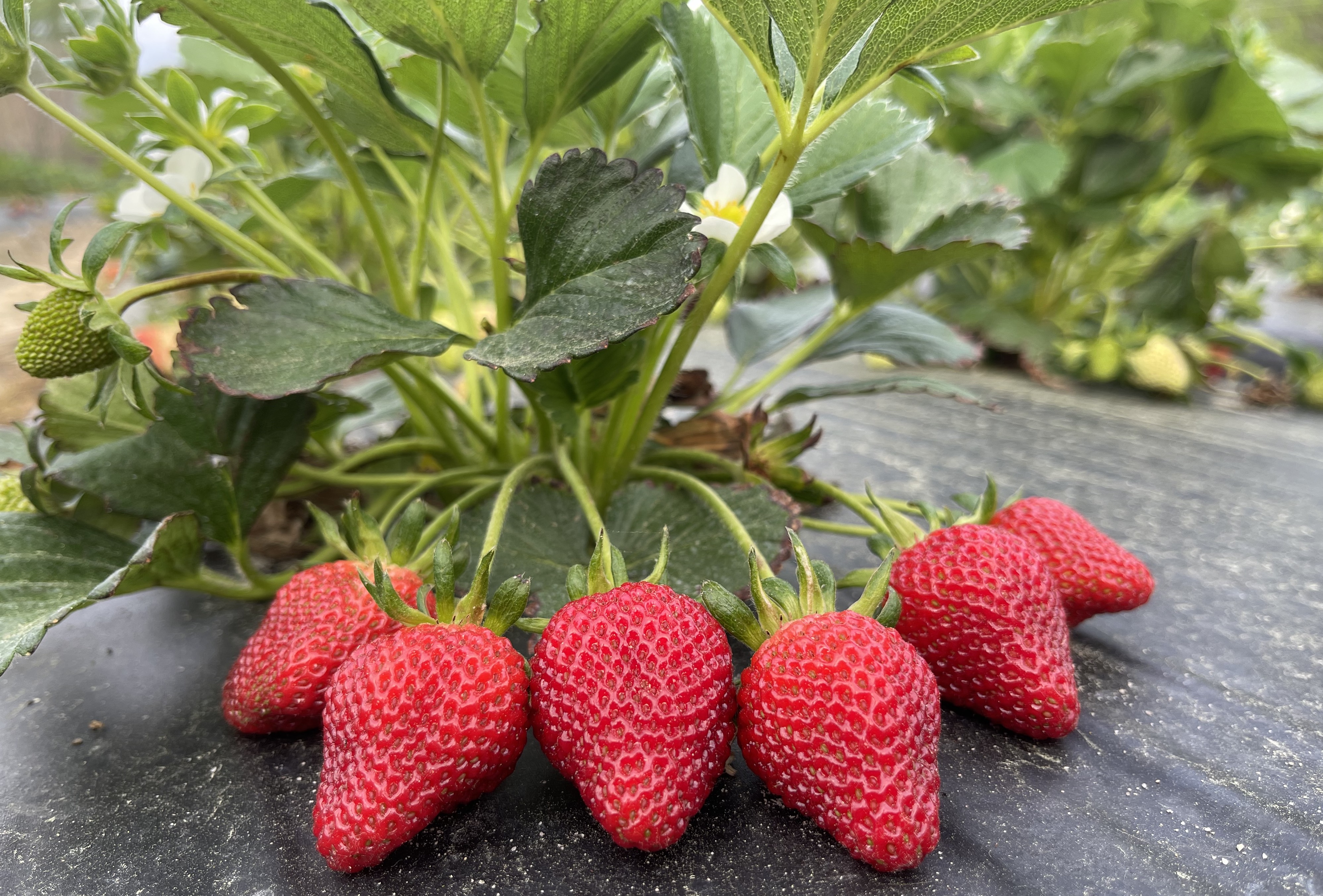 Strawberry Fields Forever