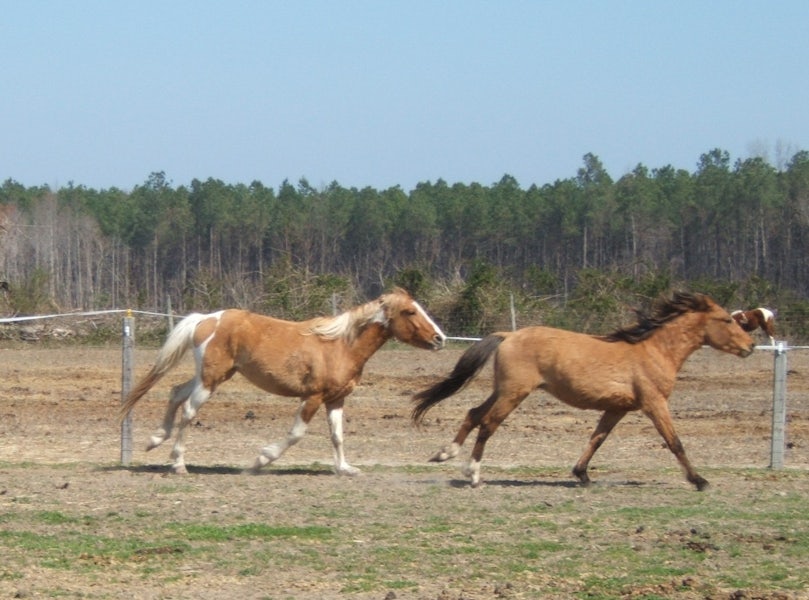 Mill Swamp Indian Horses