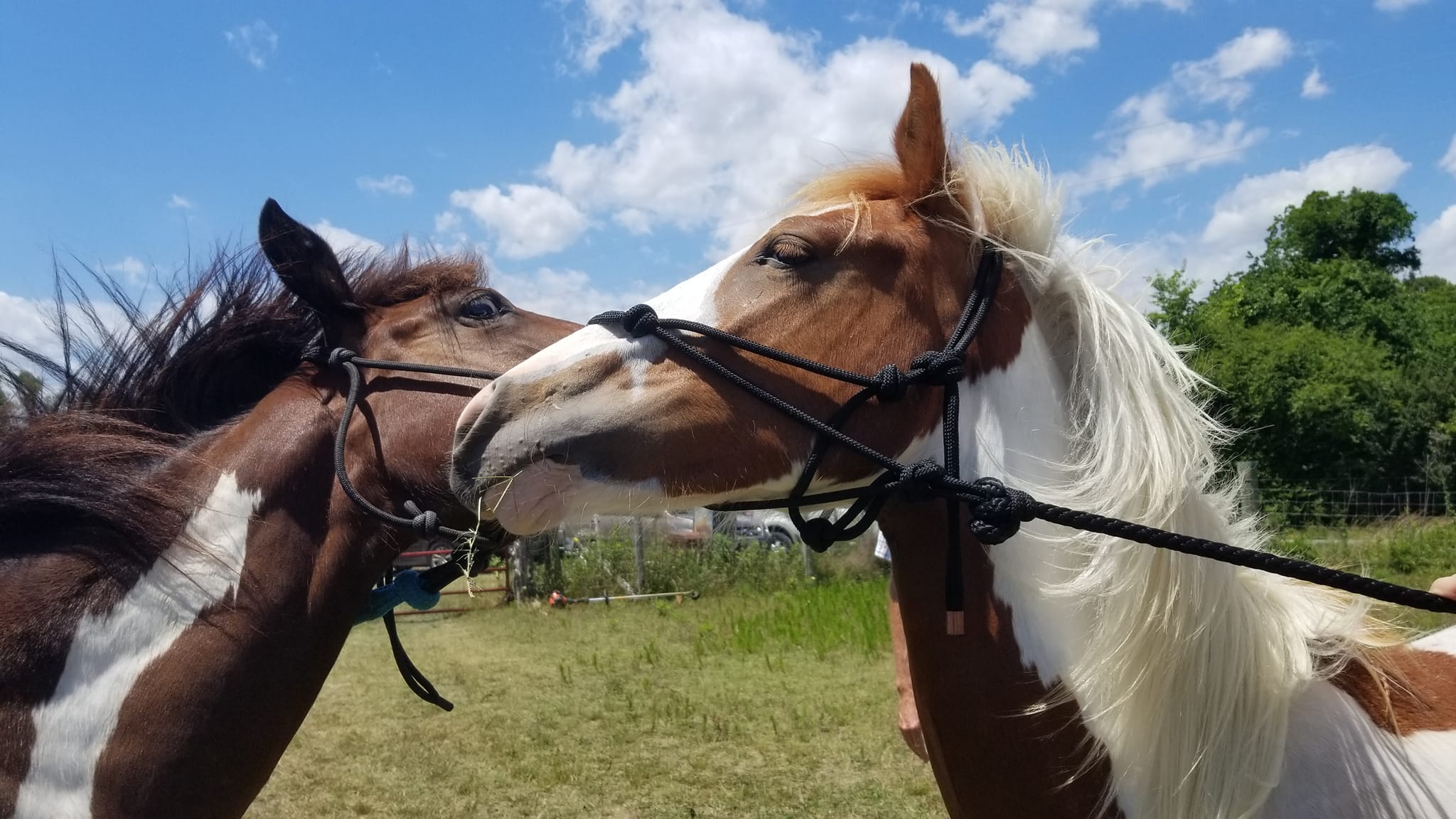 Mill Swamp Indian Horses