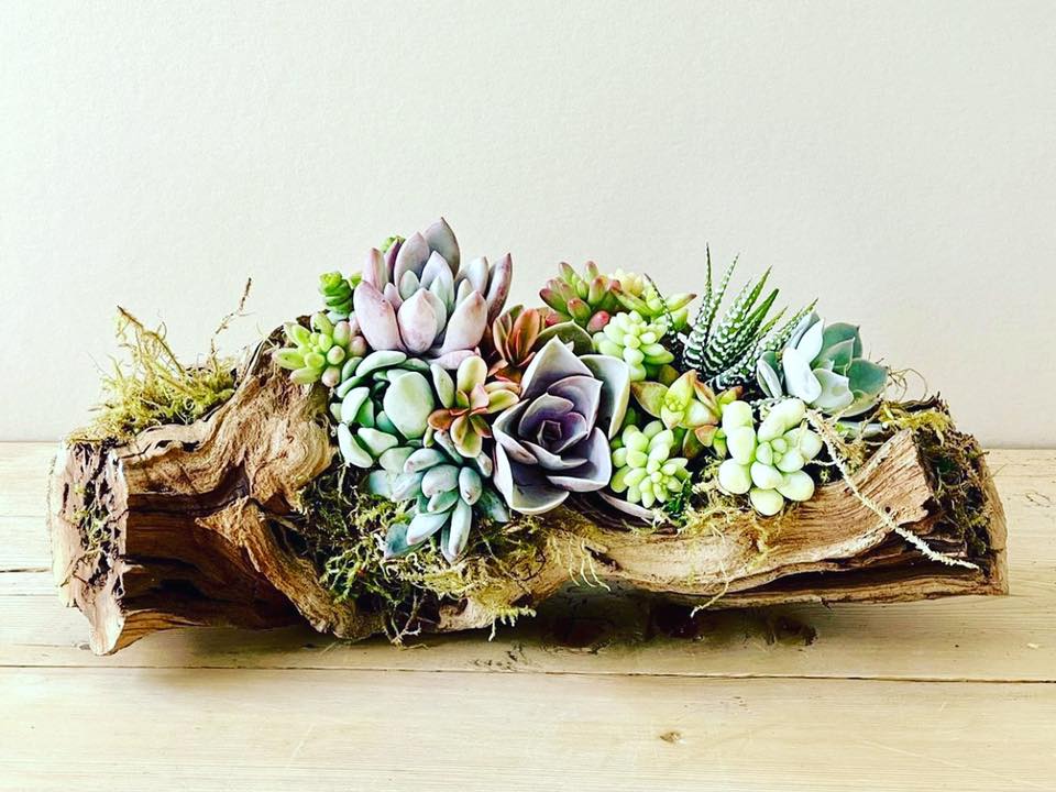 Living Succulent Driftwood Workshop
