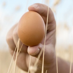An EggsCellent Way to Celebrate Chicken Month