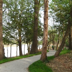 Tree Walks at Windsor Castle Park