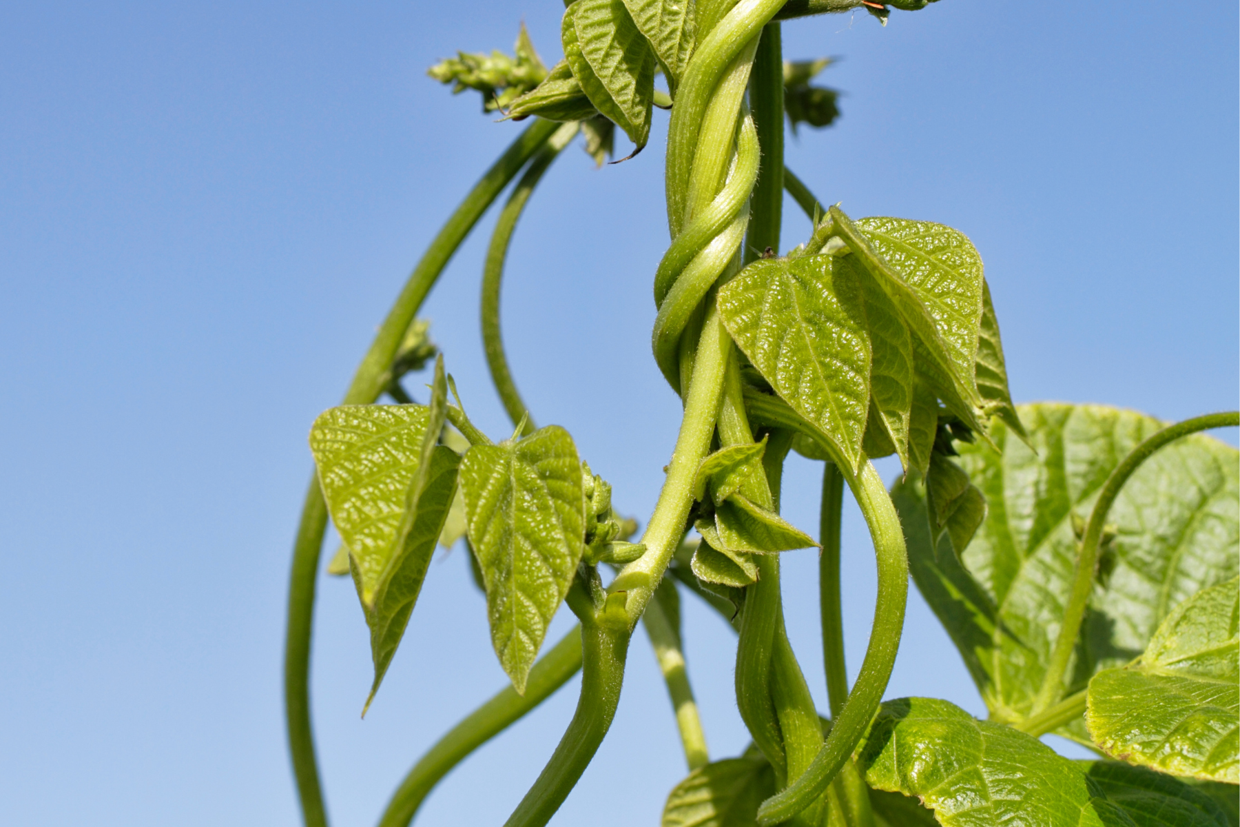 Smithfield Little Theatre Summer Youth Program presents Jack  The Beanstalk  Grease