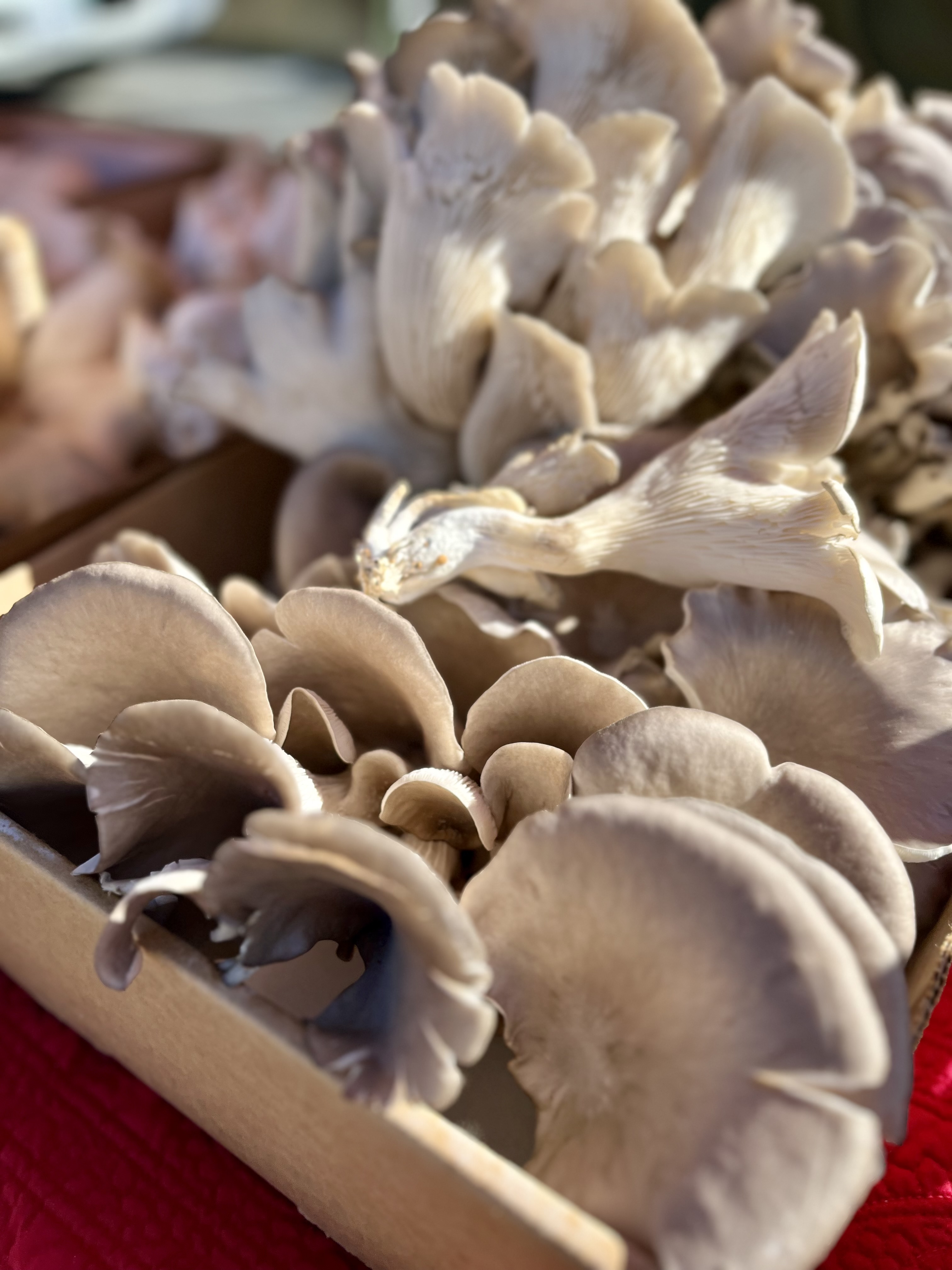 Smithfield Farmers Market
