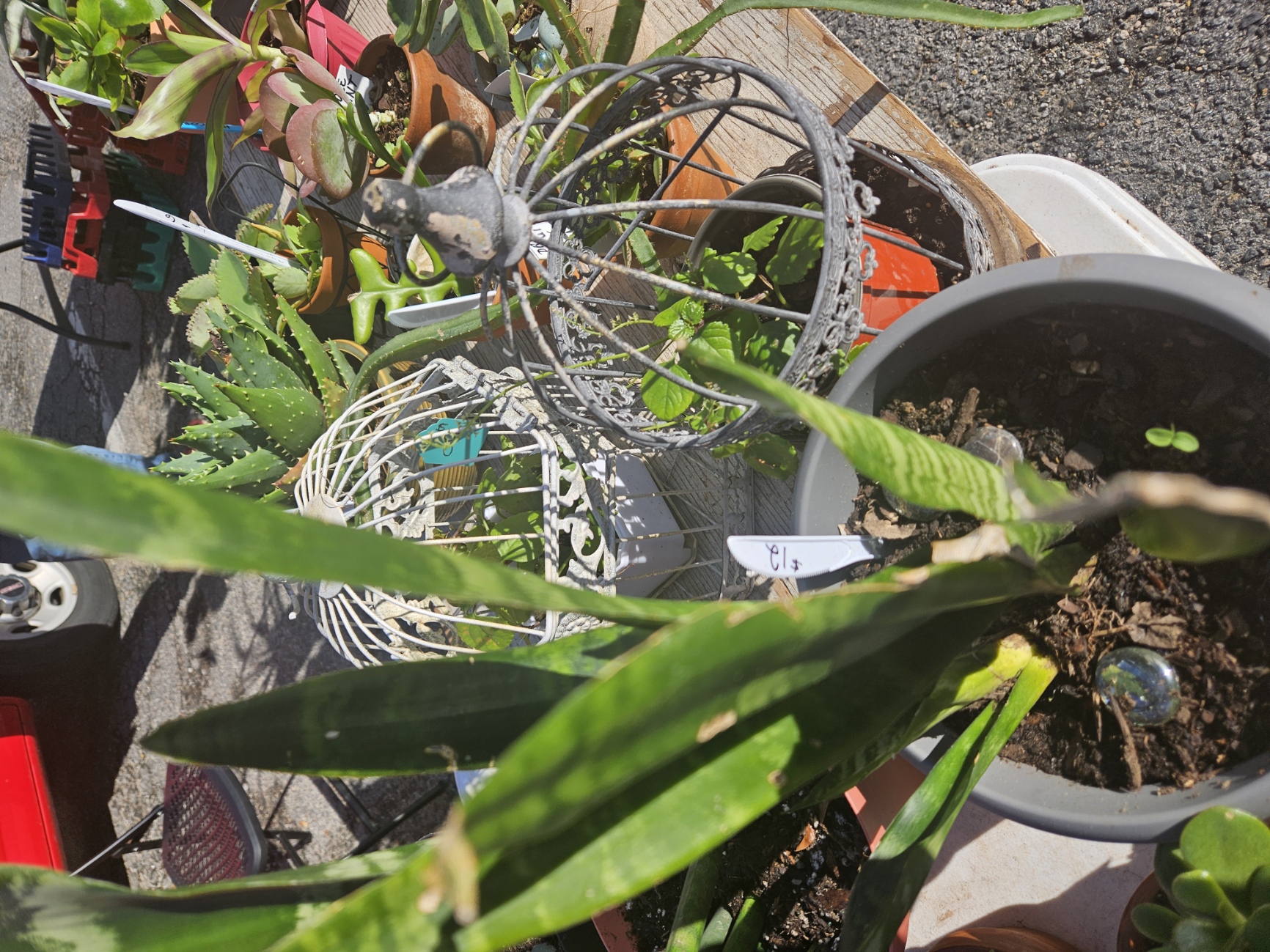 Smithfield Farmers Market