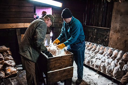 Salting the hams at Dardens Country Stores Smokehouse
