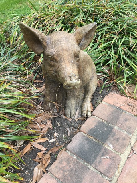 When Pigs FlyMagic Happens