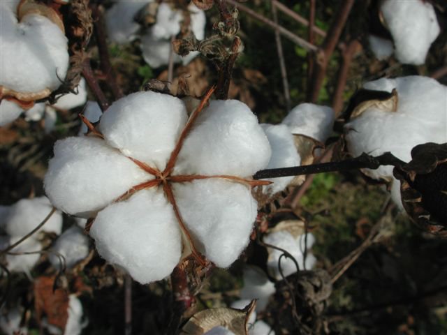 Commonwealth Gin in Windsor Virginia