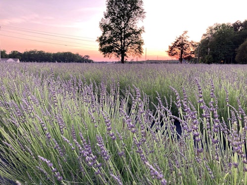 Lavender field at Dream Weavers Farm