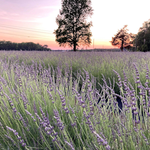 Lavender field at Dream Weavers Farm