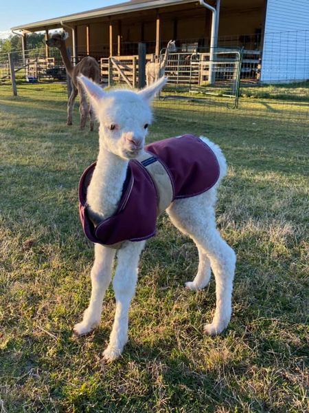 Central Hill Farm Alpacas Plus