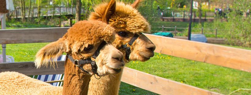 Courthouse Pastures Alpacas