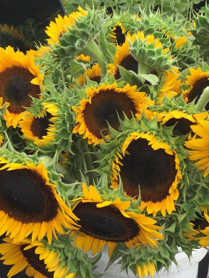 Goerger Farms Produce and Pumpkins