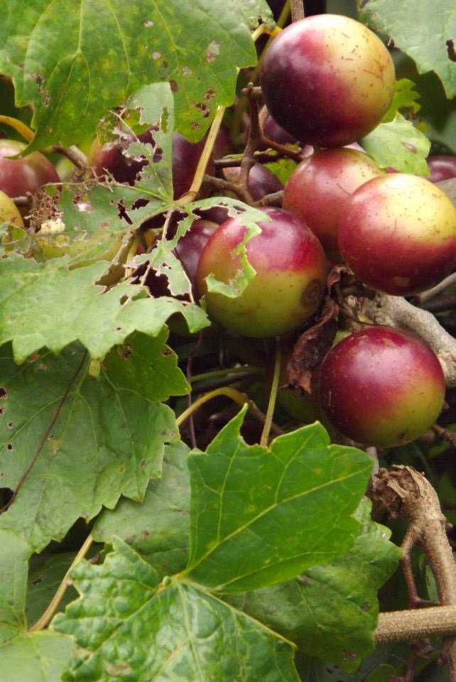 Hetties Garden Vineyard