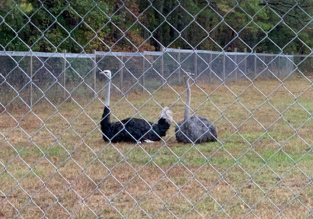 Bullis Ostrich Farm