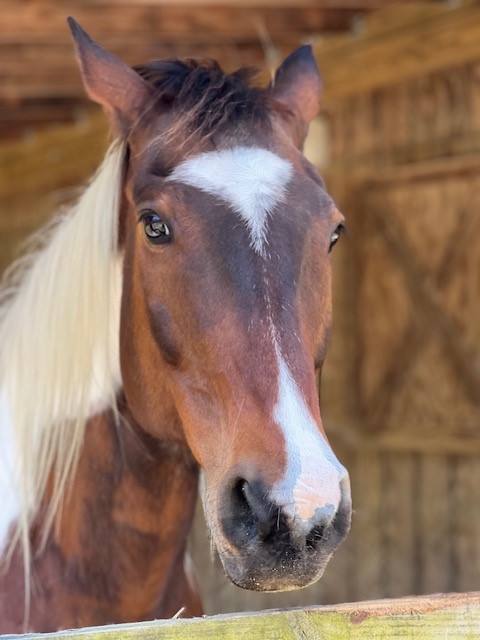 Peaceful Cottage Retreat at Timberline Ranch