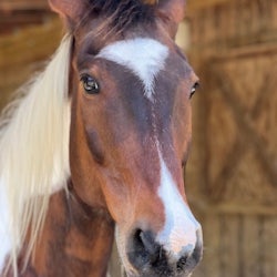 Peaceful Cottage Retreat at Timberline Ranch