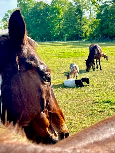 Peaceful Cottage Retreat at Timberline Ranch