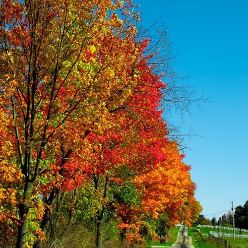 Knox County Fall Foliage Trails